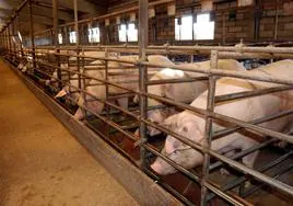 Tres años de prisión por estafar 84.700 euros en una compra venta de cerdos en Béjar