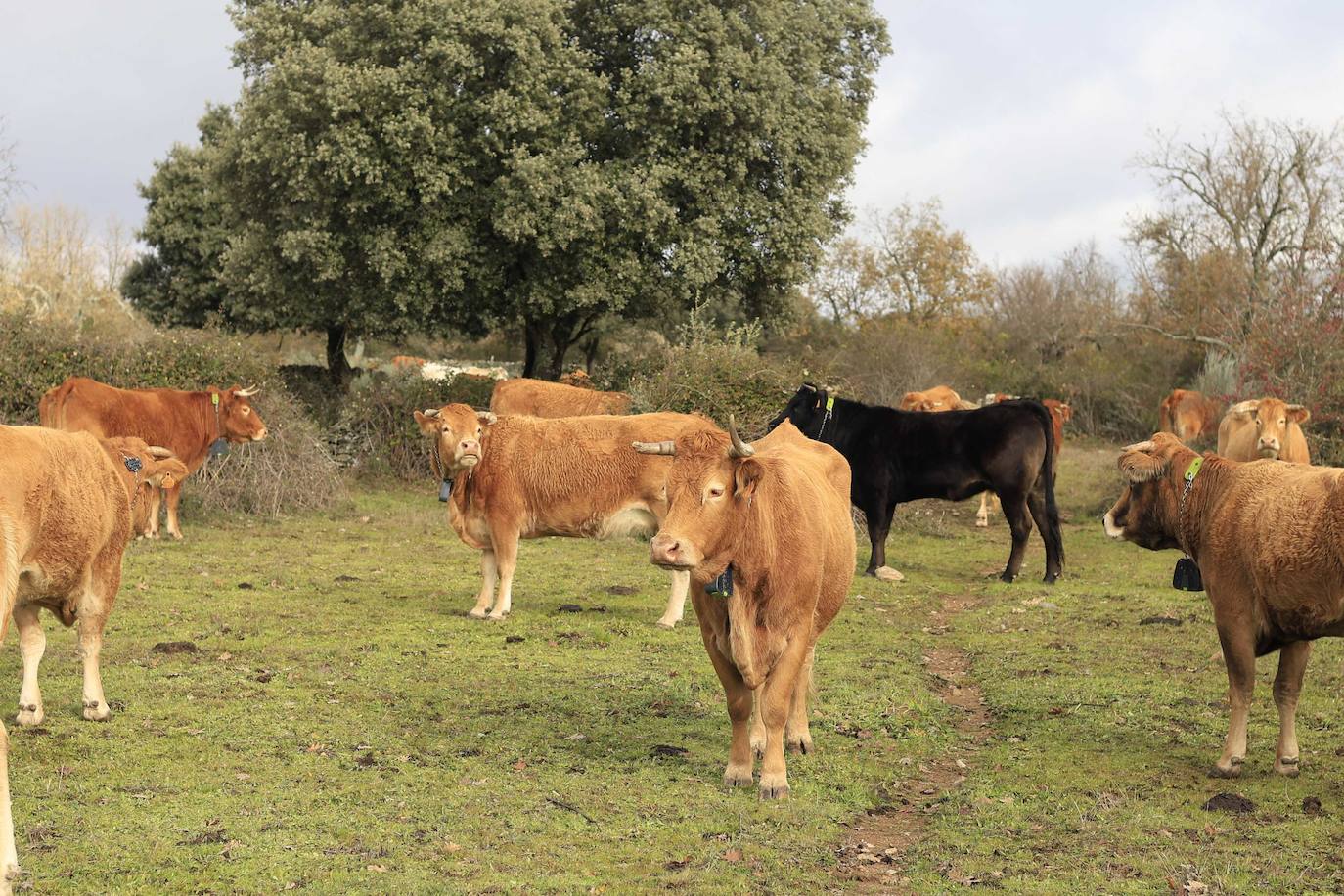 Ganadería regenerativa en Salamanca