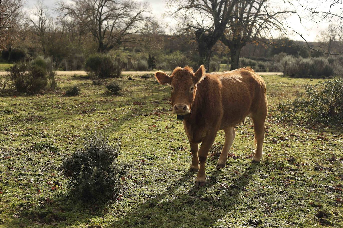 Ganadería regenerativa en Salamanca