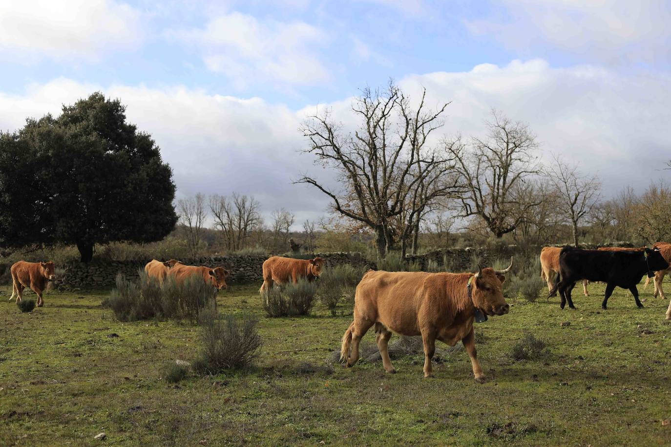 Ganadería regenerativa en Salamanca