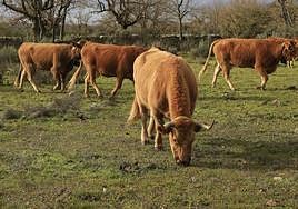 Ganadería regenerativa en Salamanca