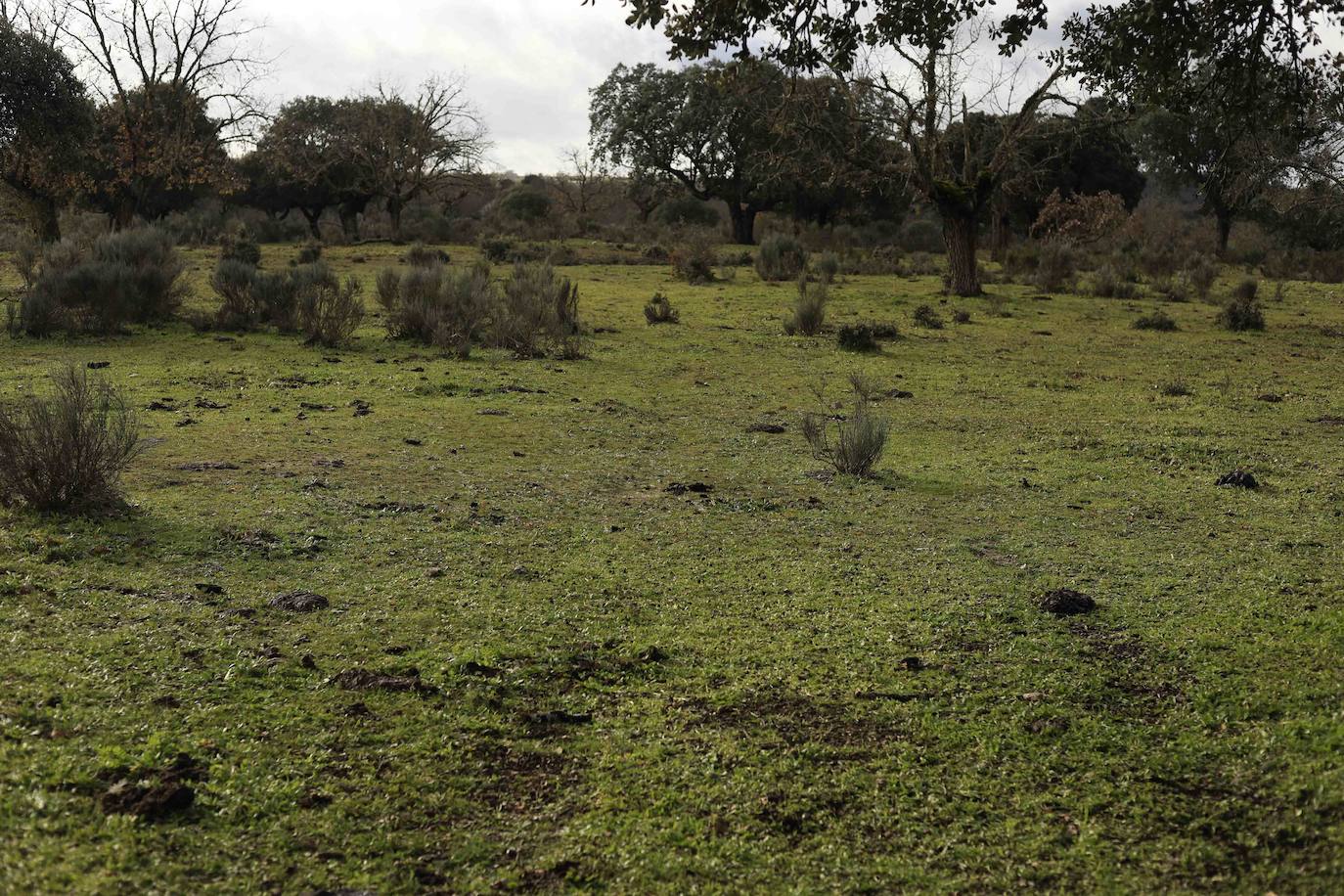 Ganadería regenerativa en Salamanca