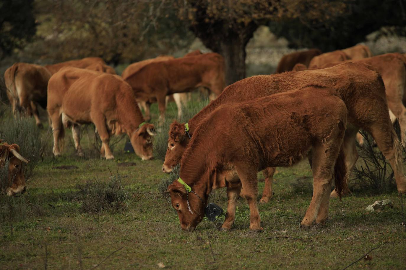 Ganadería regenerativa en Salamanca