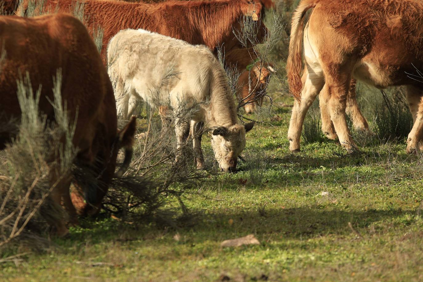 Ganadería regenerativa en Salamanca