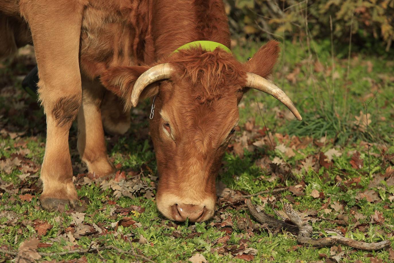 Ganadería regenerativa en Salamanca