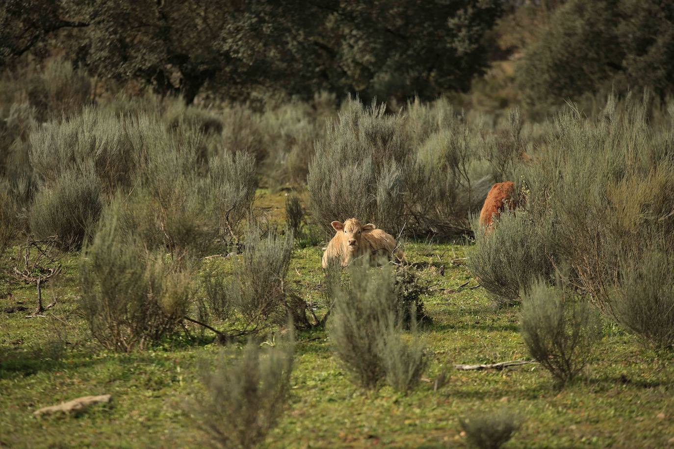Ganadería regenerativa en Salamanca