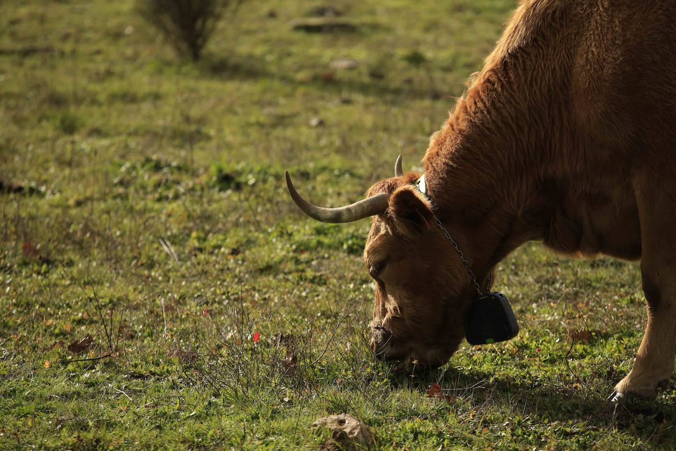 Ganadería regenerativa en Salamanca
