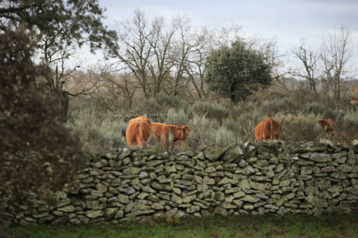 Ganadería regenerativa en Salamanca