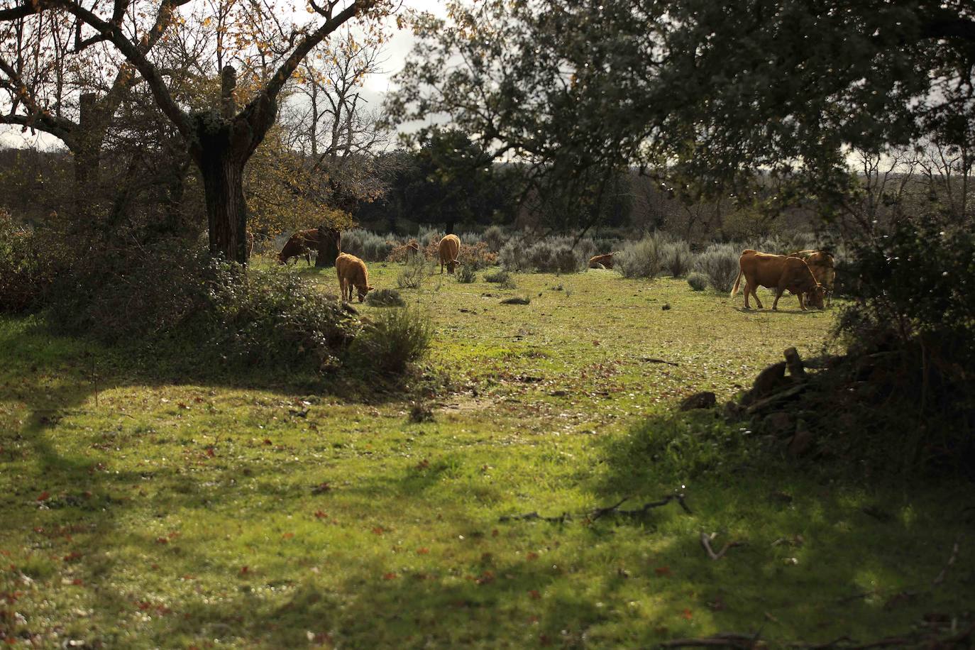 Ganadería regenerativa en Salamanca