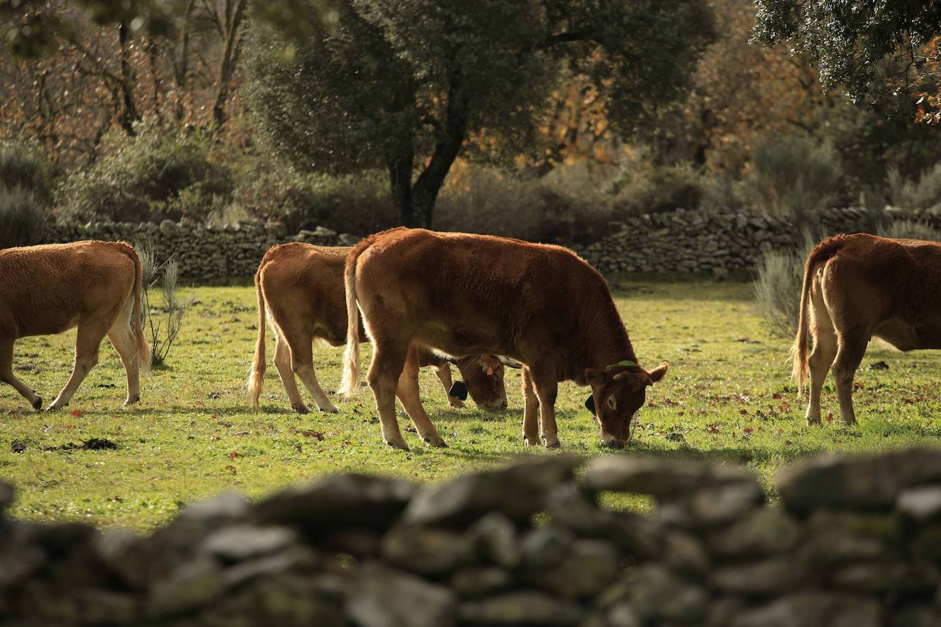 Ganadería regenerativa en Salamanca