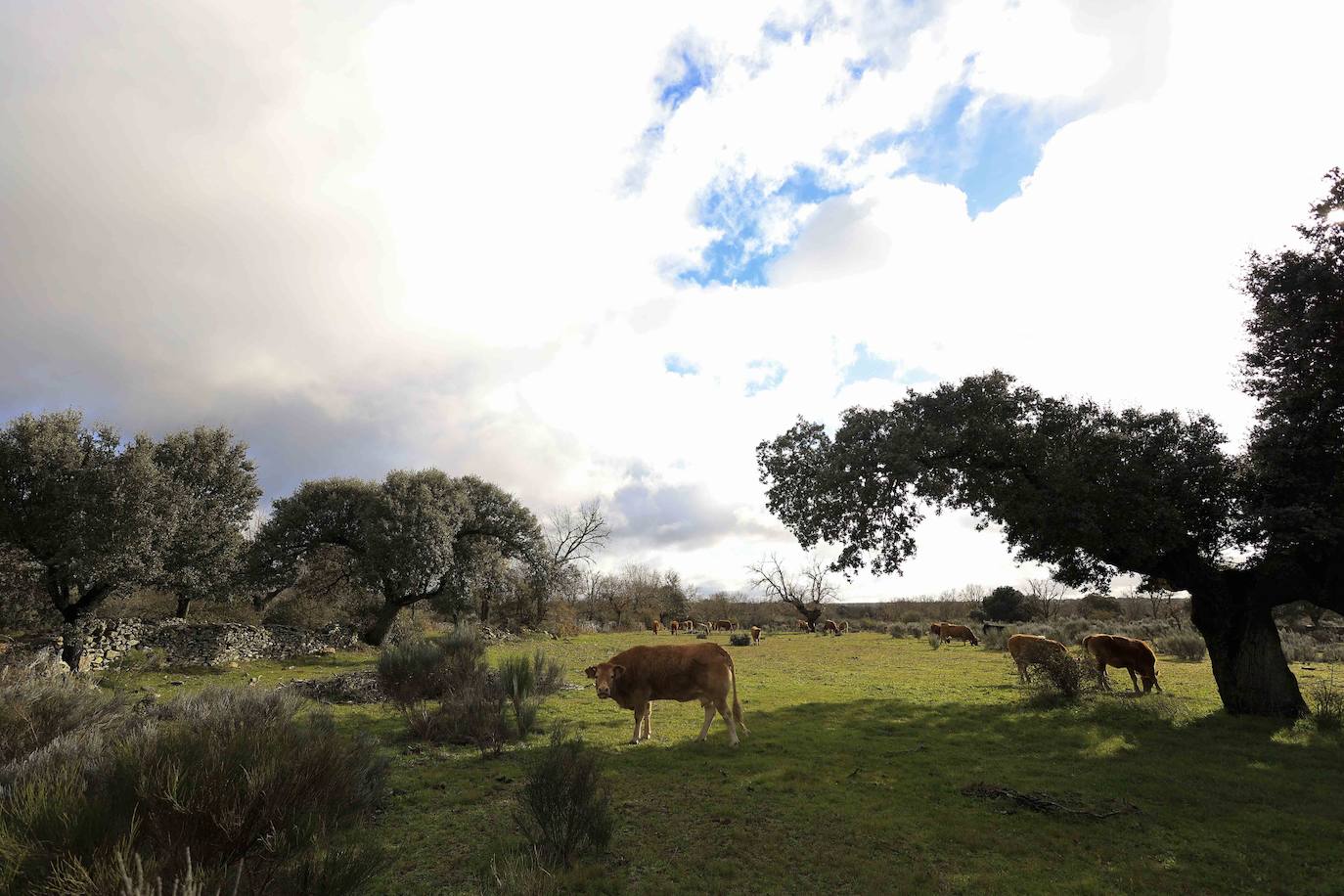 Ganadería regenerativa en Salamanca