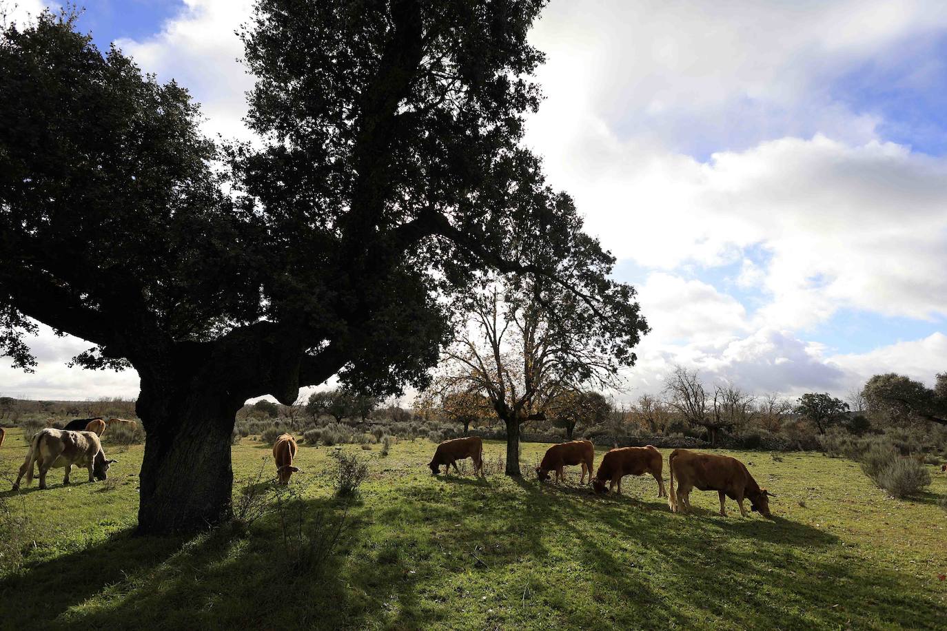 Ganadería regenerativa en Salamanca