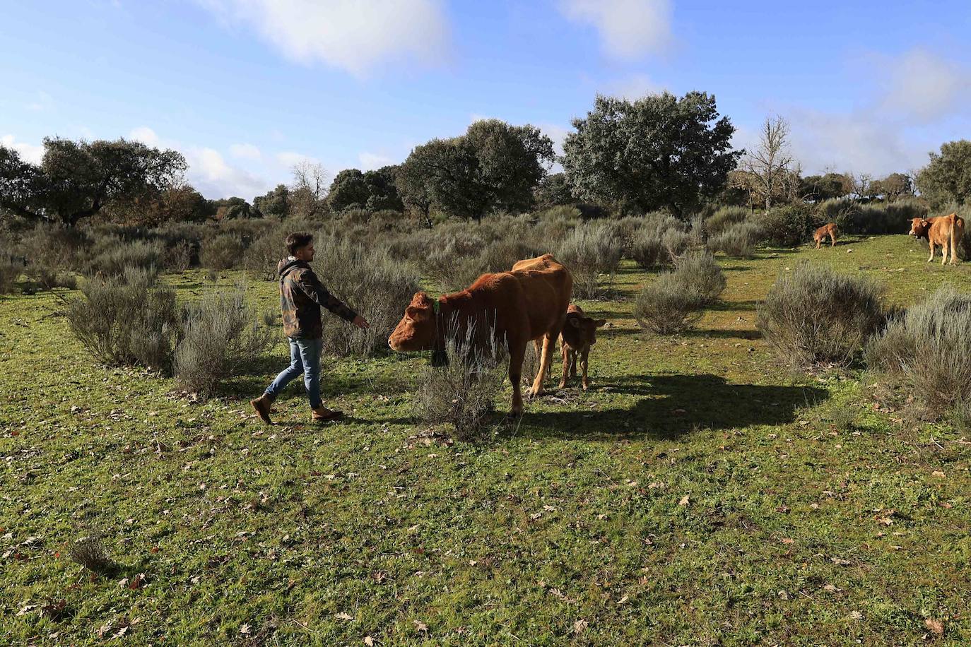 Ganadería regenerativa en Salamanca