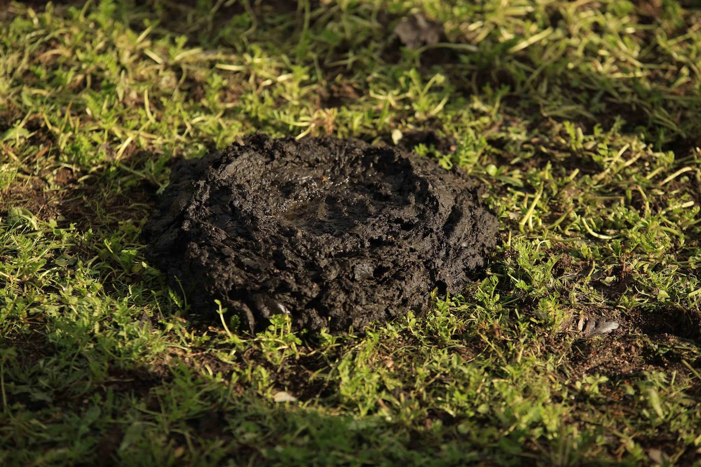 Ganadería regenerativa en Salamanca