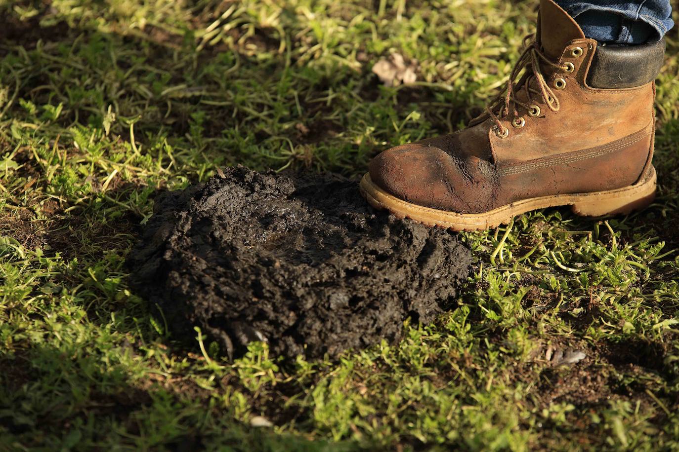 Ganadería regenerativa en Salamanca