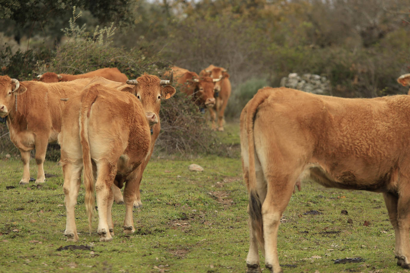 Ganadería regenerativa en Salamanca