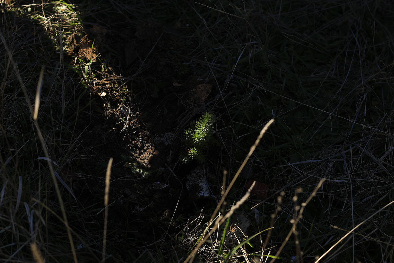 El nuevo camino verde vecinal del Norte de Salamanca