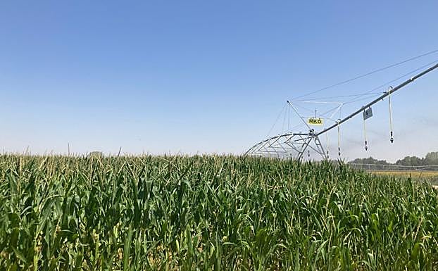 Explotación agraria de regadío. 