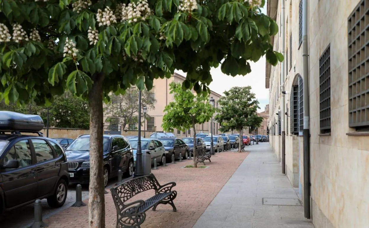 Árboles plantados por el Ayuntamiento en una calle de Salamanca. 