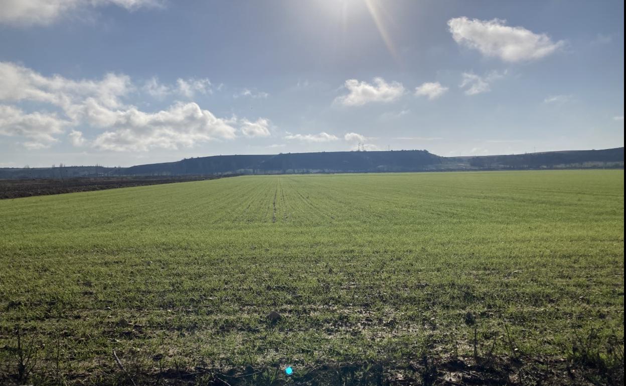Parcela de cereal en la localidad vallisoletana de Pollos. 