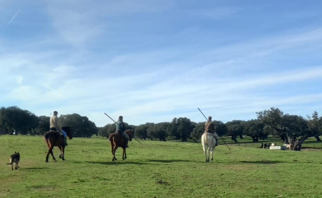 Varios jinetes, con la garrocha en la mano, por el campo.