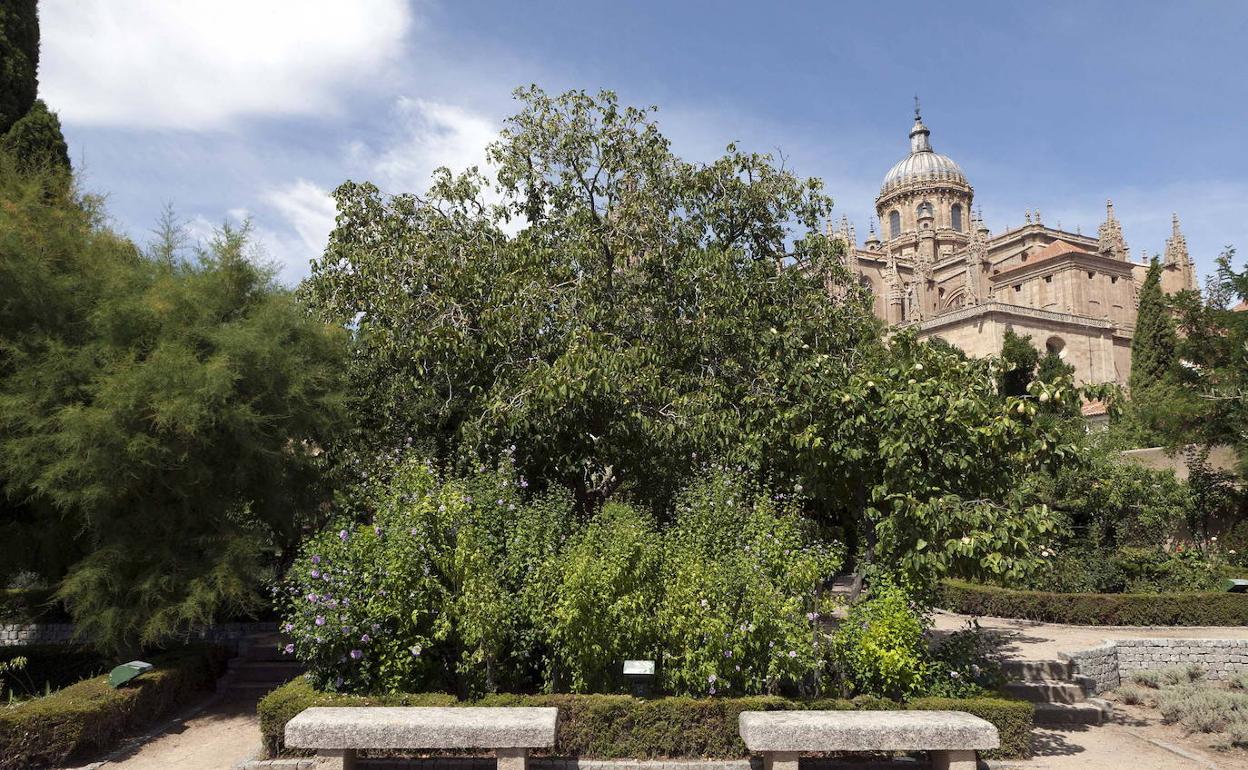 El Huerto de Calixto y Melibea en Salamanca