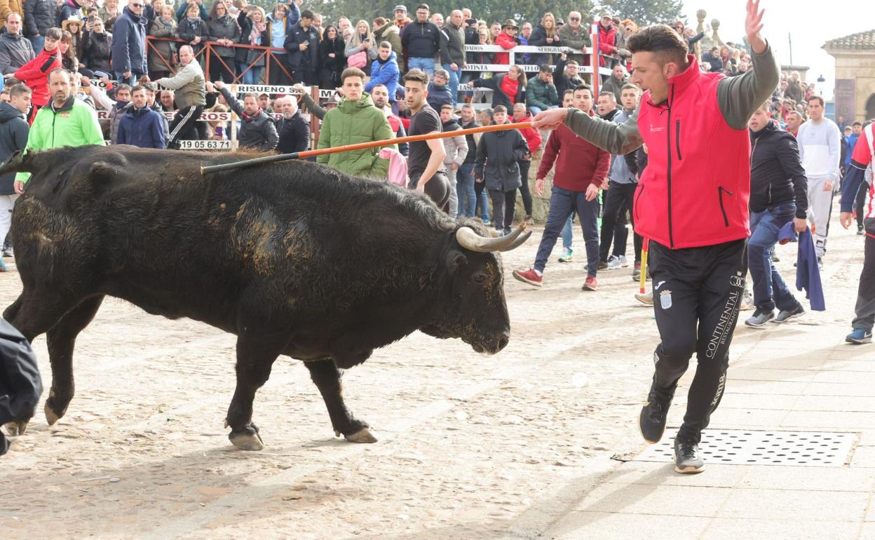 Imagen del encierro de hoy en el Carnaval del Toro. 