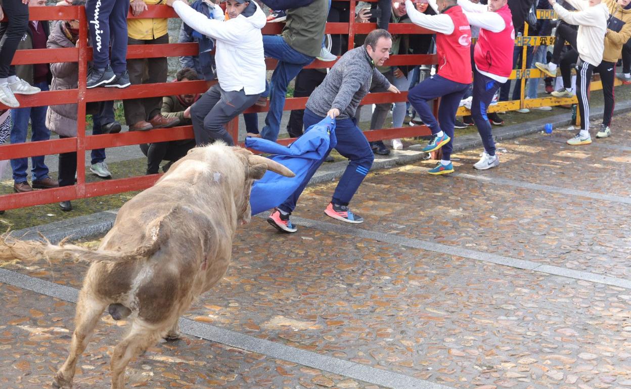 Un lance de uno de los encierros de ayer en Ciudad Rodrigo