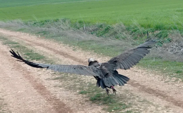 Salamanca, tercera provincia con más muertes de aves por envenenamiento en el último registro