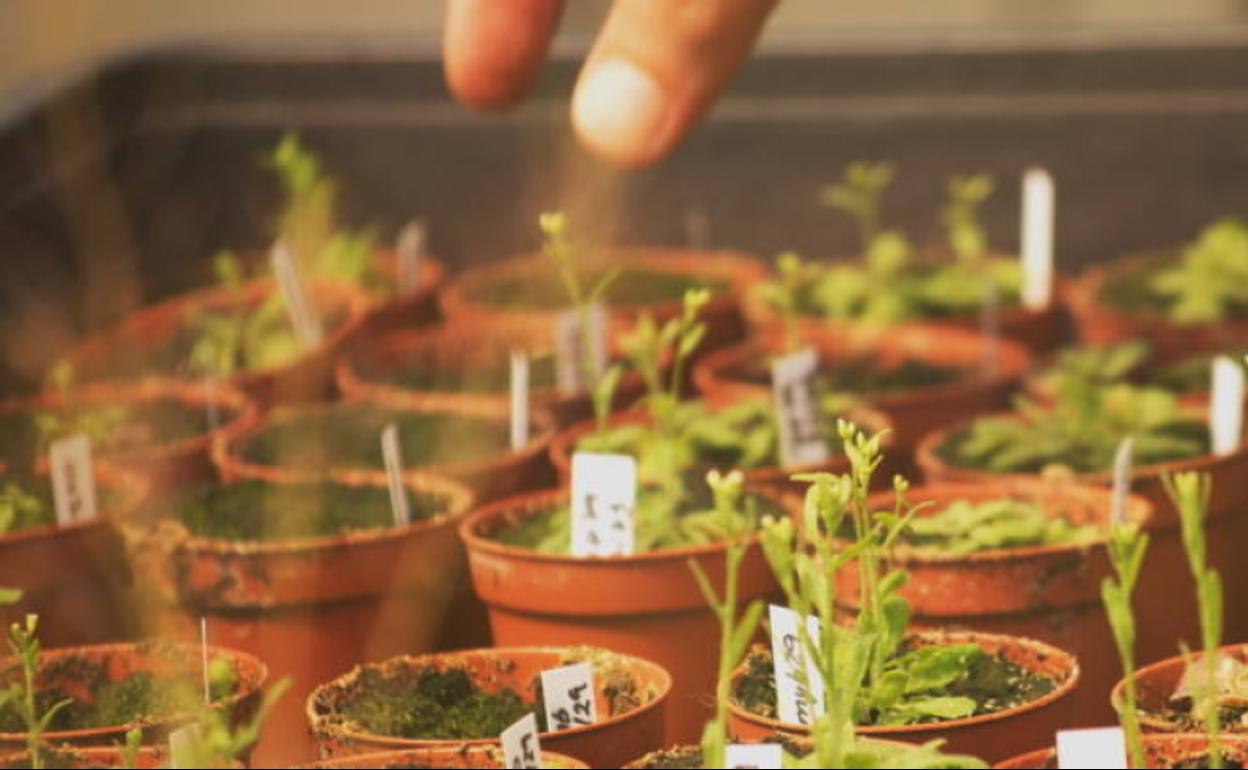 FITONET pretende establecer las bases para crear una red social profesional dinámica. 