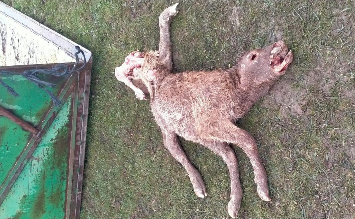 El cuerpo de un ternero tras ter atacado por un buitre. 