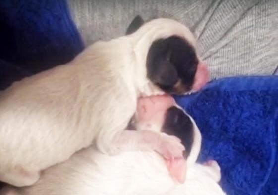 Los cachorros encontrados en un contenedor.