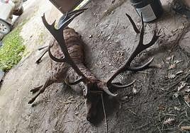 Imagen del ciervo abatido.