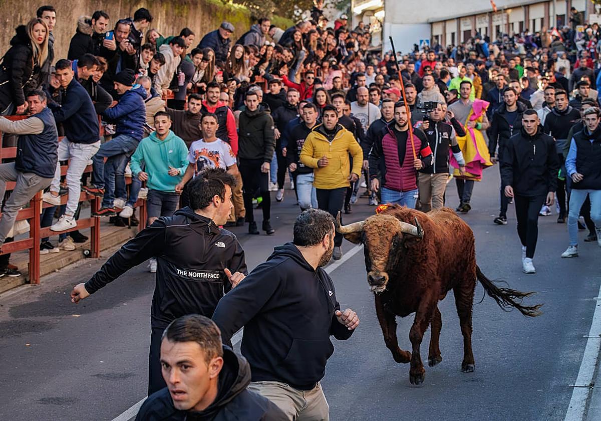 Celebración del Toro de San Sebastián en Ciudad Rodrigo.