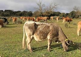Unión por la Ganadería anuncia nuevas protestas si no se mejora el saneamiento de las explotaciones