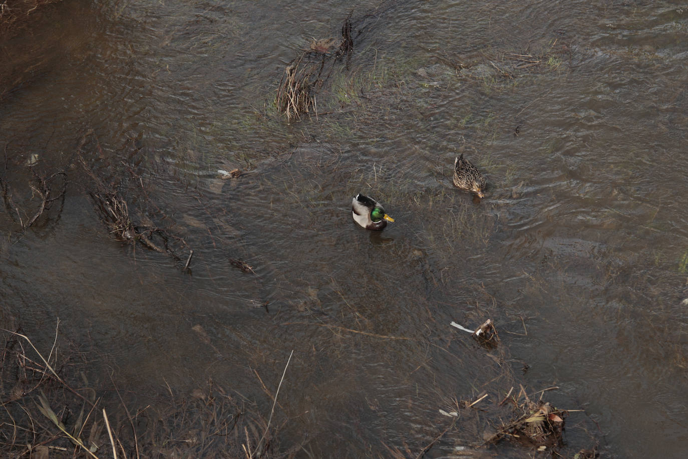 La basura emerge del Tormes después de la borrasca