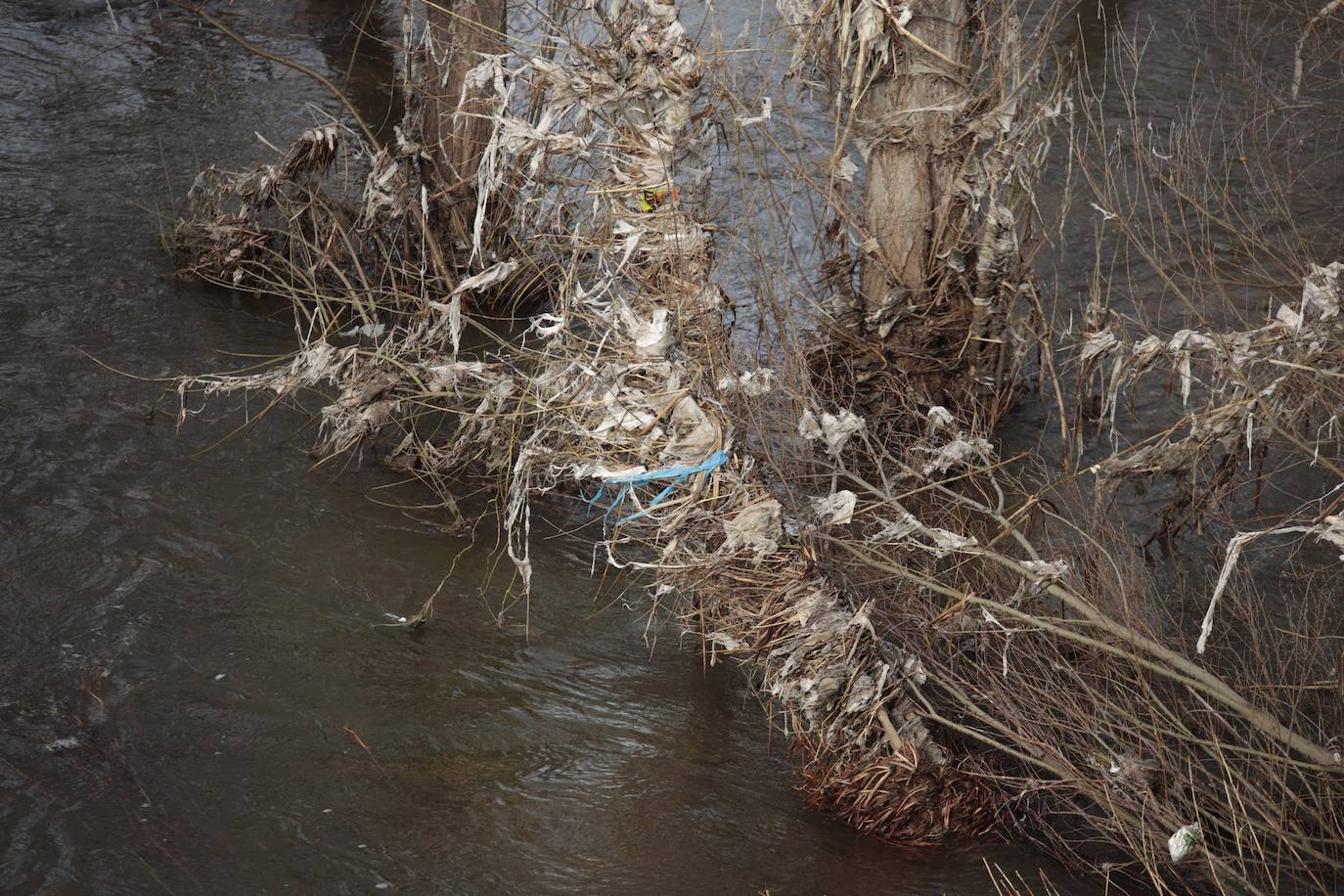 La basura emerge del Tormes después de la borrasca