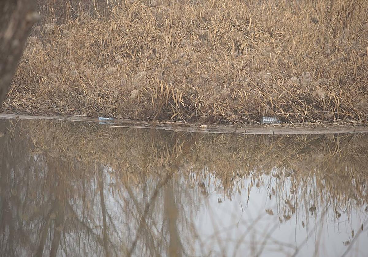 La basura emerge del Tormes después de la borrasca
