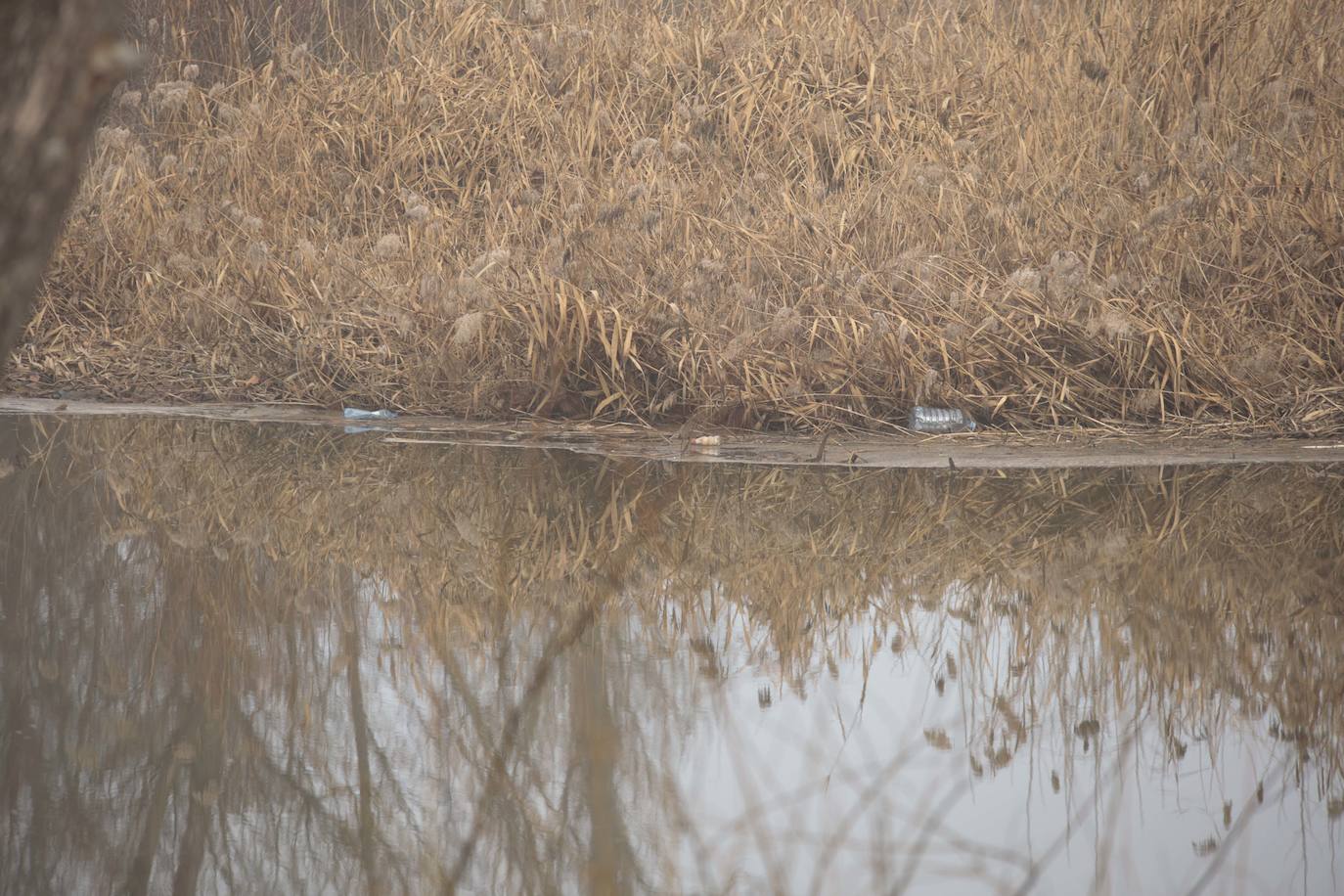 La basura emerge del Tormes después de la borrasca