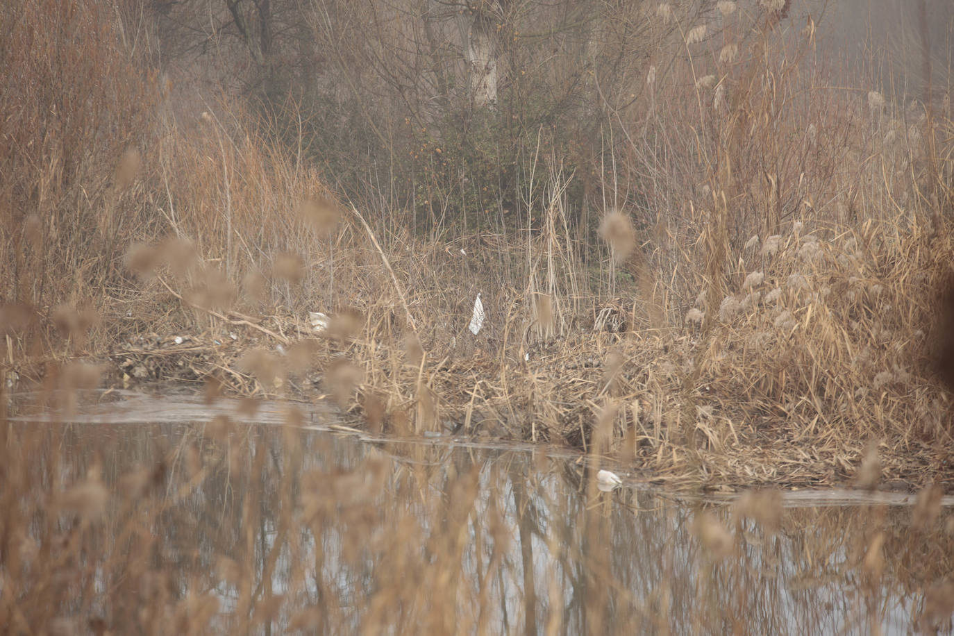 La basura emerge del Tormes después de la borrasca