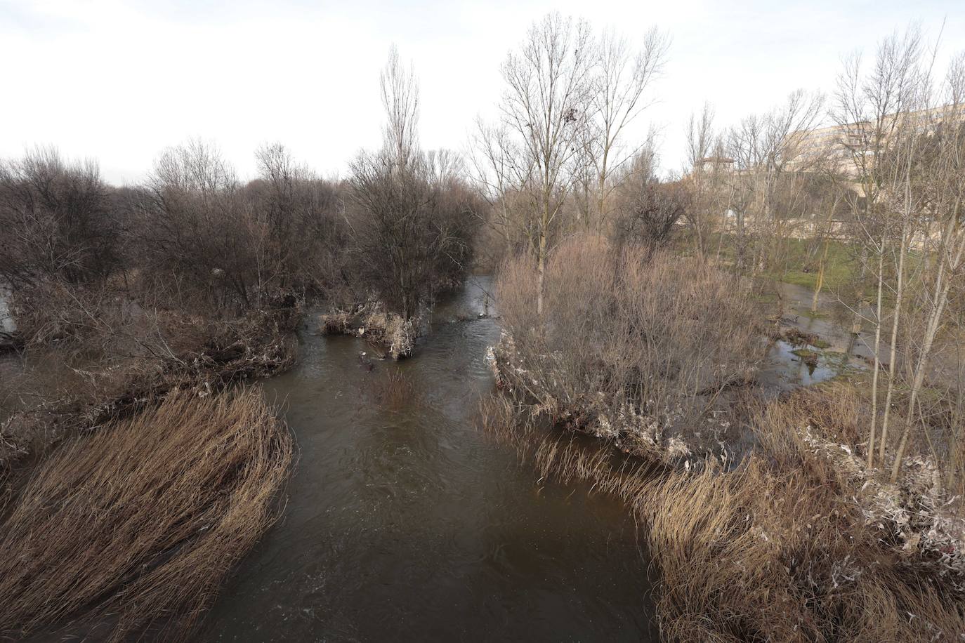 La basura emerge del Tormes después de la borrasca