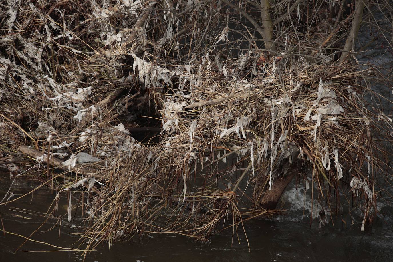 La basura emerge del Tormes después de la borrasca