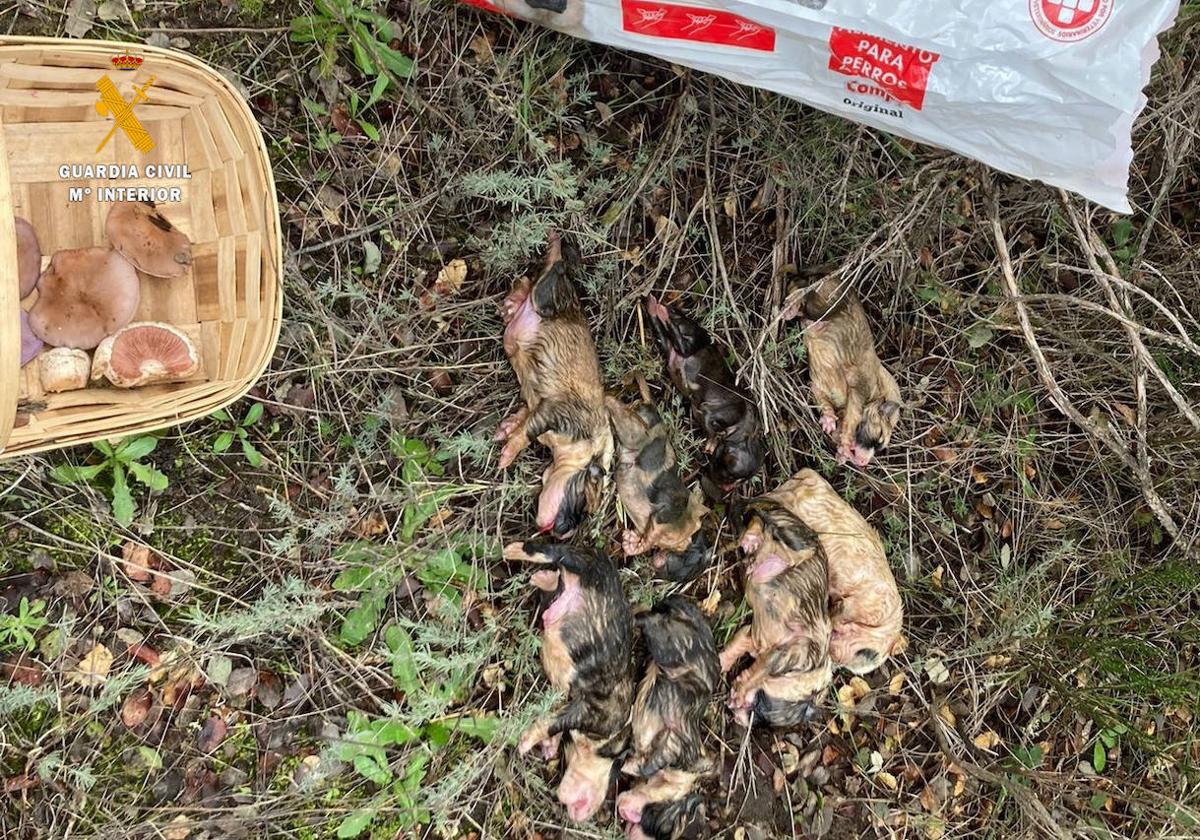 Los cachorros hallados por la Guardia Civil.