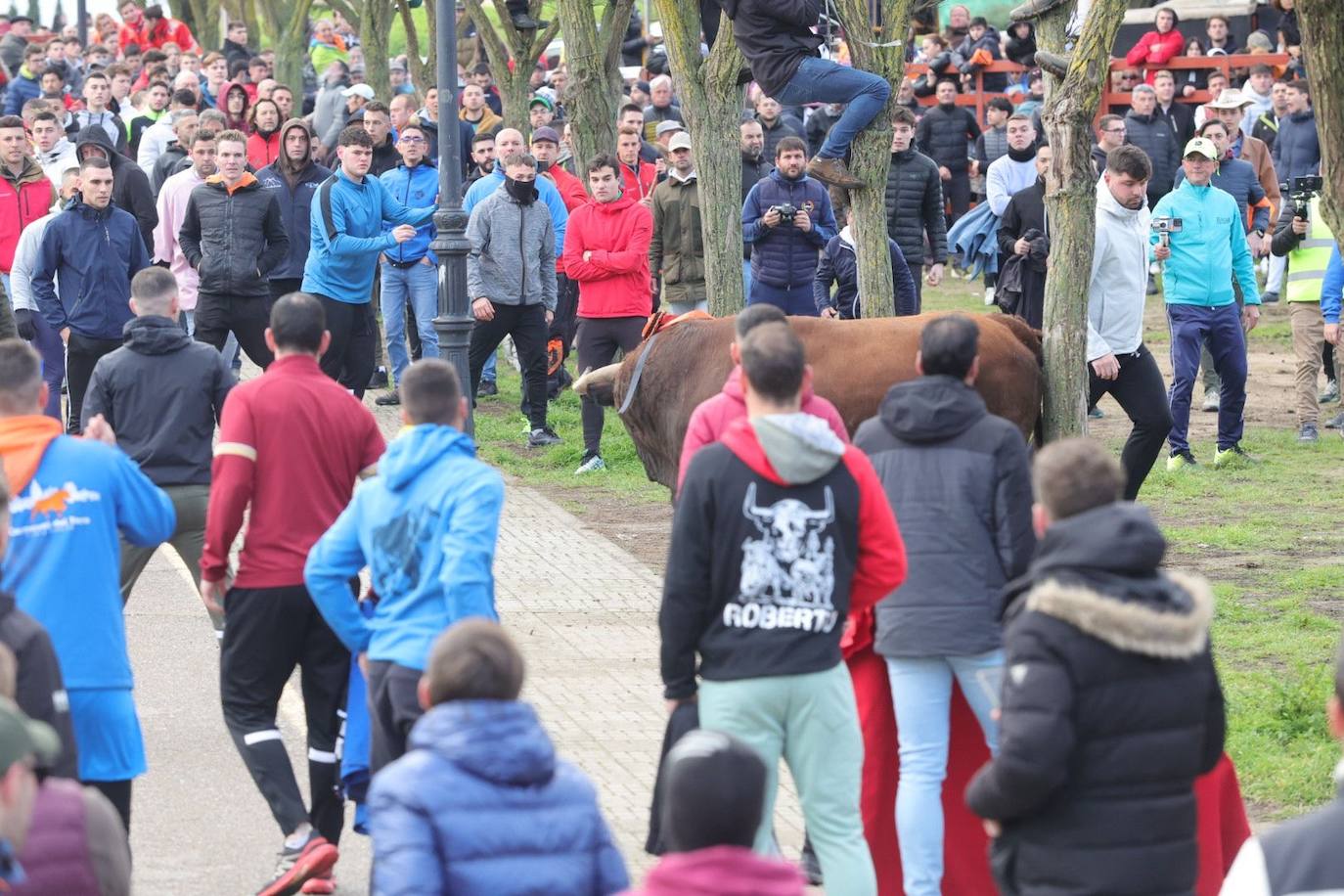 El Toro del Antruejo en imágenes