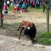 El Toro del Antruejo desata la pasión taurina del Carnaval mirobrigense