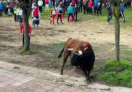El Toro del Antruejo, en acción.