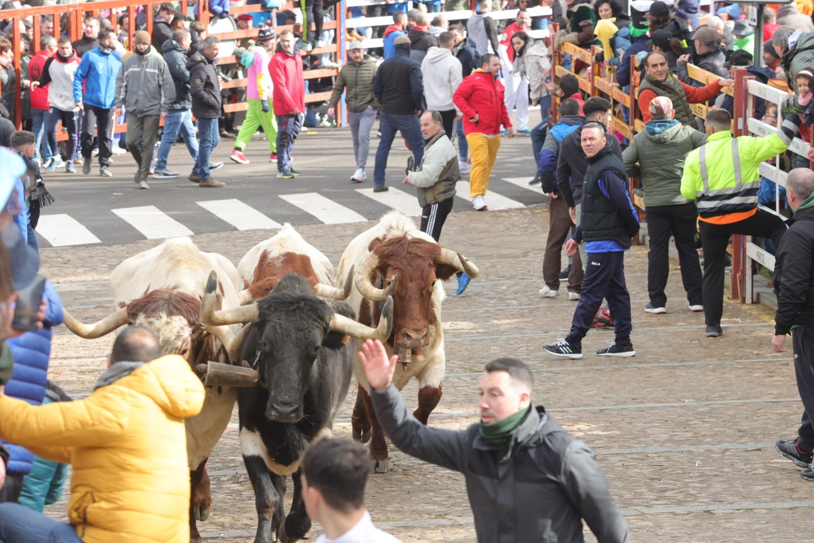 El multitudinario encierro del sábado en Ciudad Rodrigo, en imágenes