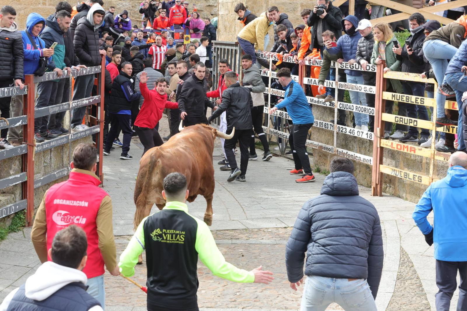 El multitudinario encierro del sábado en Ciudad Rodrigo, en imágenes
