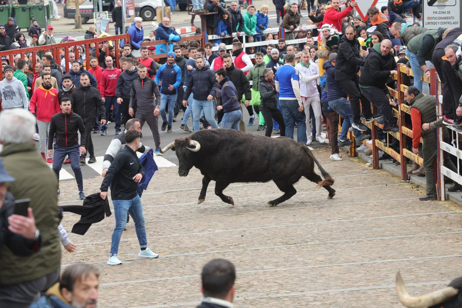 El multitudinario encierro del sábado en Ciudad Rodrigo, en imágenes