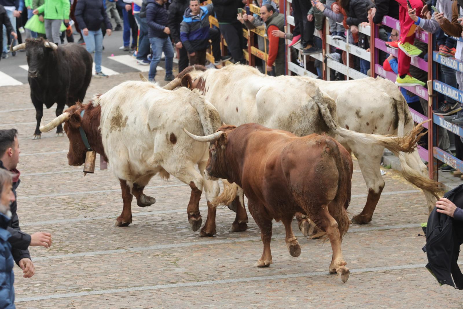 El multitudinario encierro del sábado en Ciudad Rodrigo, en imágenes